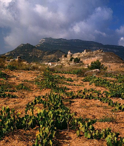 Vineyard below village of Albarca Tarragona province Catalonia Spain  DO Montsant