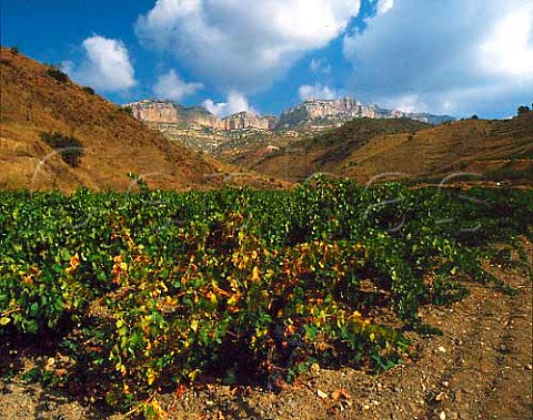 Vineyards below the Sierra del Montsant at  Scala Dei Catalonia Spain    Priorato