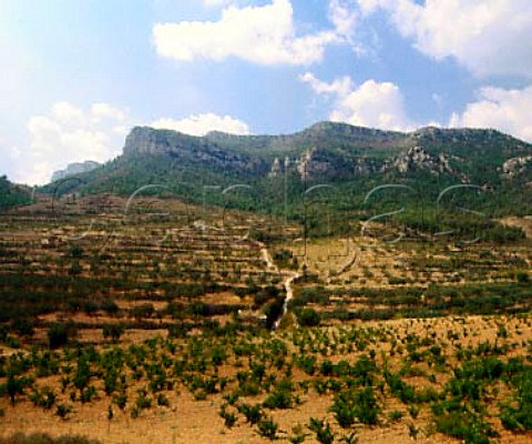 Vineyards olives and almonds on terraces near   La Bisbal de Falset Tarragona province   Catalonia Spain   DO Montsant