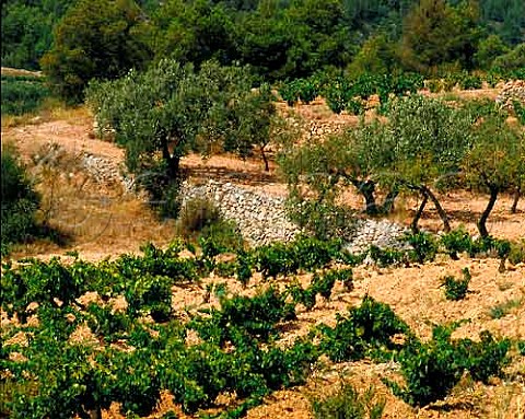 Vineyard and olive trees near La Bisbal de Falset Catalonia Spain  DO Montsant