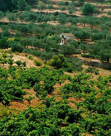Vineyard and olive trees near La Bisbal de Falset Catalonia Spain DO Montsant