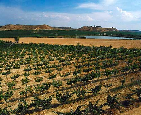 Vineyards of Raimat Lerida Catalonia Spain   Costers del Segre