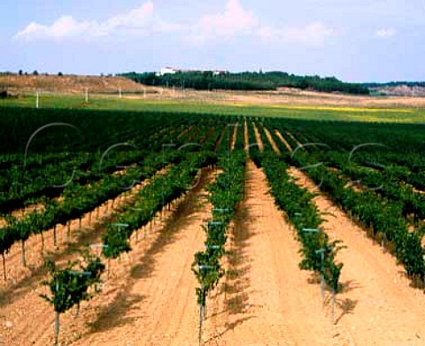 Vineyards of Raimat Lerida Catalunya Spain Costers del Segre