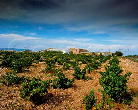 Vineyards at Ainzon Aragon Spain   Campo de Borja