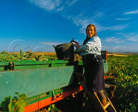 Harvesting Viura grapes in vineyard at Rueda   Valladolid province Castilla y Len Spain   Rueda
