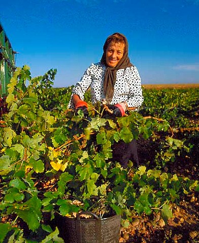 Harvesting Viura grapes in vineyard at Rueda   Valladolid province Castilla y Len Spain   Rueda