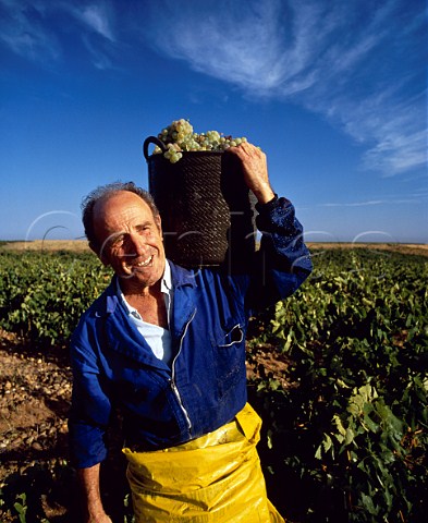 Harvesting Viura grapes Rueda   Valladolid Province Spain DO Rueda