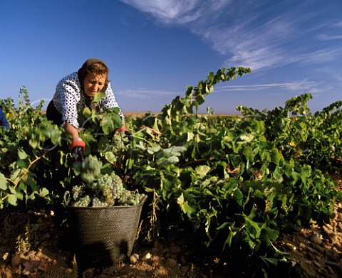 Woman harvesting Viura grapes in vineyard at Rueda Castilla y Len Spain