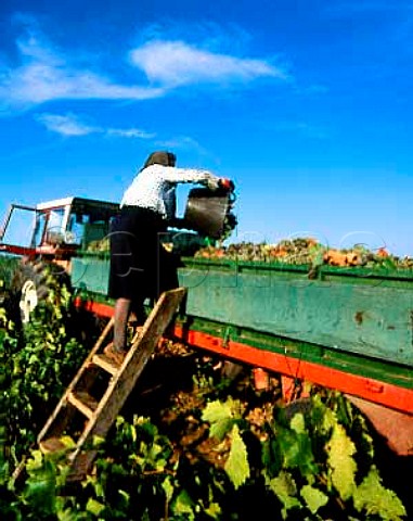 Harvesting Viura grapes at Rueda