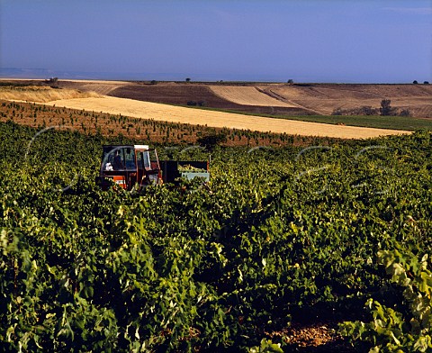 Harvesting Viura grapes in vineyard at Rueda   Castilla y Len Spain  Rueda
