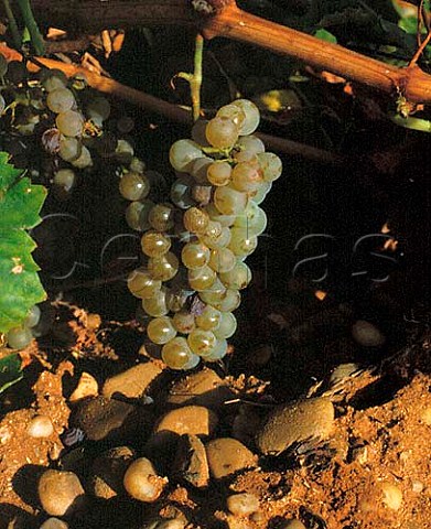 Viura grapes Rueda Spain