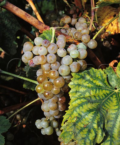 Viura grapes Rueda Spain