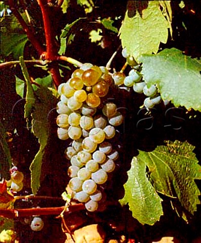 Verdejo grapes Rueda Spain