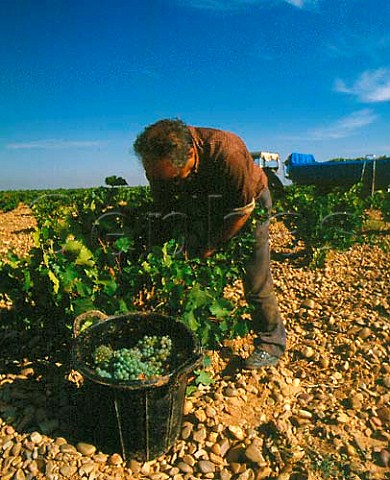 Picking Verdejo grapes in vineyard at Rueda   Valladolid province Castilla y Len Spain  Rueda