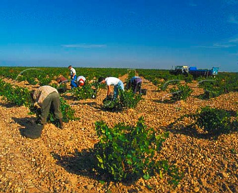 Picking Verdejo grapes in vineyard at Rueda   Castilla y Len Spain