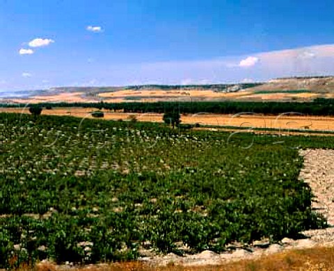 Vineyards of Bodegas Vega Sicilia Valbuena de  Duero Castilla y Len Spain Ribera del Duero