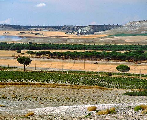 Vineyards of Bodegas Vega Sicilia   Valbuena de Duero Castilla y Len Spain Ribera   del Duero