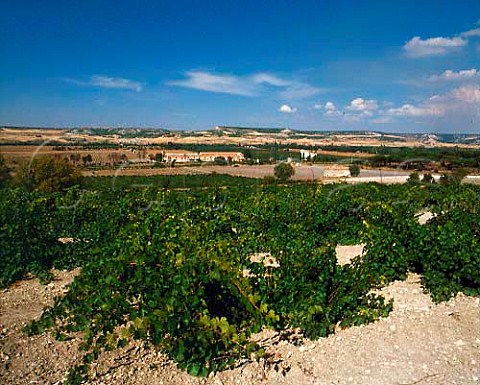 Bodegas Vega Sicilia viewed from its vineyard   Valbuena de Duero Valladolid province   Castilla y Len Spain   Ribera del Duero