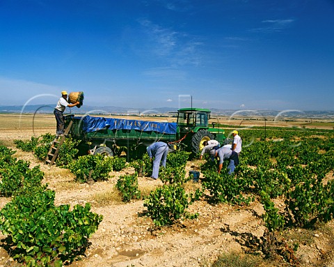 Harvesting grapes in vineyard Olite Navarra Spain