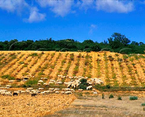 Sheep grazing on vines after the harvest  Near Benavente Castilla y Len Spain