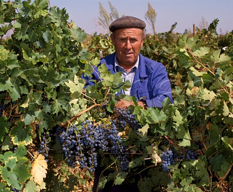 Harvesting Cabernet Sauvignon grapes on the  Valdepusa estate of Carlos Falco  Marques de  Grion  Malpica de Tajo near Toledo Castilla la Mancha Spain