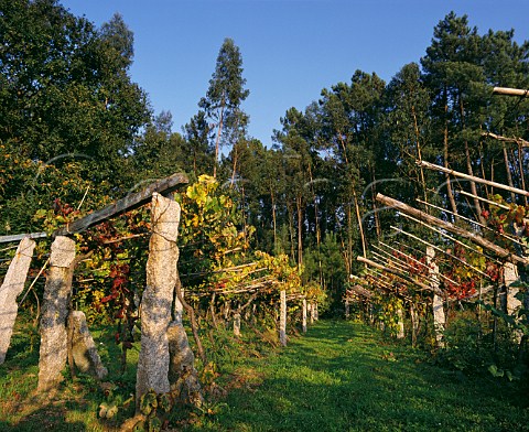 Vines trained on low pergolas  the posts are made of local granite Salvaterra de Mino Galicia Spain DO Ras Baixas