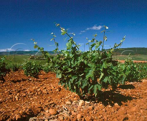 Red soil in the huge vineyard of Bodegas Martinez   Bujanda near Ausejo La Rioja Spain  Rioja Baja