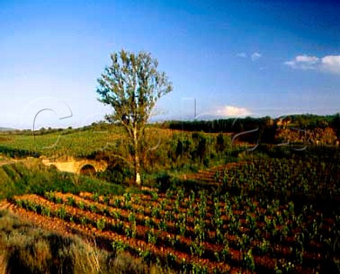 Bridge amongst the vineyards south of Cenicero La   Rioja Spain Rioja Alta