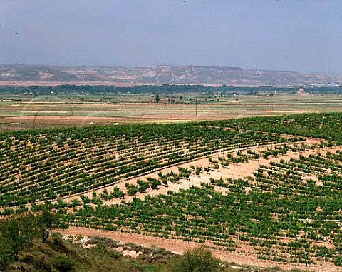Vineyards of Baron de Ley above the Ebro Valley near   Mendavia La Rioja Spain Rioja Baja