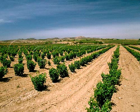 Vineyards near Aldeanueva de Ebro La Rioja Spain    Rioja Baja