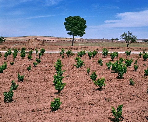 Vineyards near Fuendejalon Aragon Spain   Campo de Borja