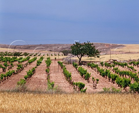 Vineyard near Fuendejalon Aragon Spain     Campo de Borja