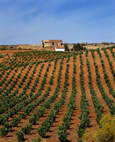 Vineyard and ruined farmhouse near Cariena   Aragn Spain   DO Cariena