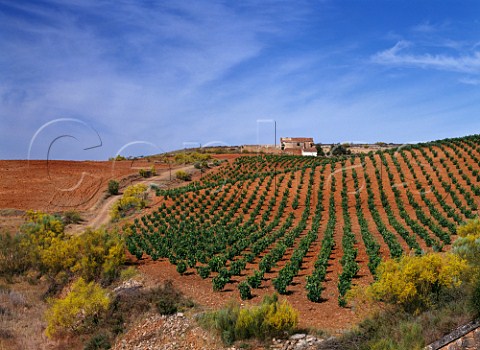 Vineyard and ruined farmhouse near Carinena Aragon Spain Carinena