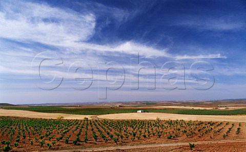 Vineyard near Villanueva del Huerva Aragon Spain   DO Carinena