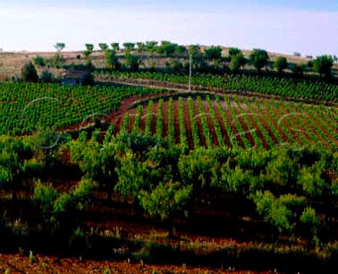 Vineyards and almond trees near Aguaron Aragon   Spain  DO Carinena