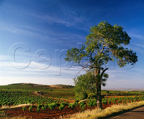 Vineyards and tree near Aguaron Aragon Spain  DO Carinena