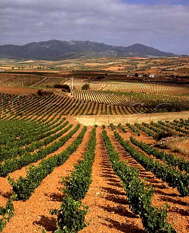 Vineyards of Aguaron with the Sierra de Algairen   beyond Aragon Spain DO Carinena