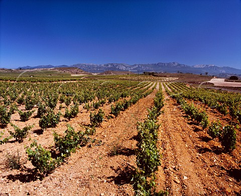 Vineyards of Herederos del Marqus de Riscal with the Sierra de Cantabria in the distance Elciego Alava Spain Rioja Alavesa