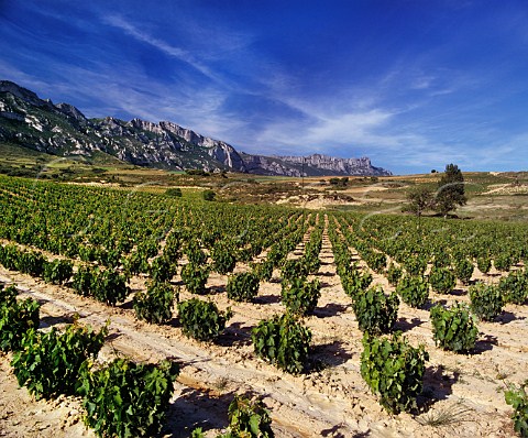 Vineyard high on the slopes of the Sierra de Cantabria near Samaniego Alava Spain   Rioja Alavesa