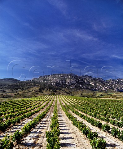 Vineyard on the slopes of the Sierra de Cantabria above Samaniego Alava Spain   Rioja Alavesa