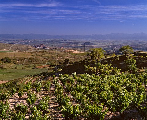 View over vineyard near Rivas de Tereso with village of San Vicente de la Sonsierra and the Ebro Valley in distance La Rioja Spain Rioja Alta