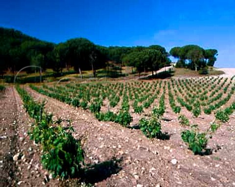 Vineyard of Vega Sicilia Valbuena de Duero   Valladolid Spain DO Ribera del Duero