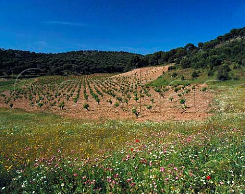Spring flowers by vineyard of Vega Sicilia   Valbuena de Duero Valladolid province   Castilla y Len Spain   Ribera del Duero