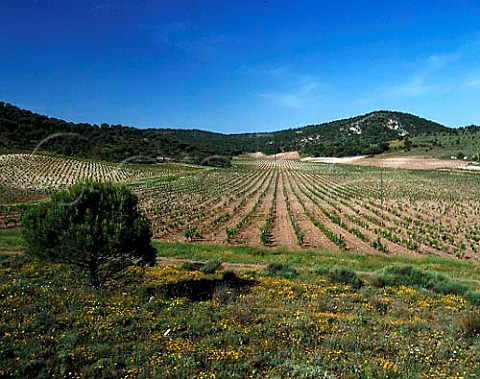Vineyards of Vega Sicilia Valbuena de Duero   Valladolid province Castilla y Len Spain   Ribera del Duero