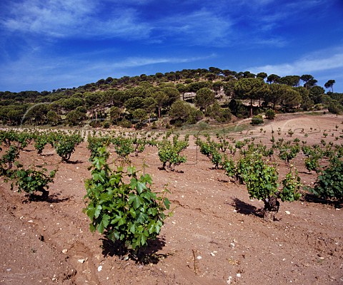 Old bush vines in vineyard of Vega Sicilia Valbuena de Duero Valladolid province Spain Ribera del Duero