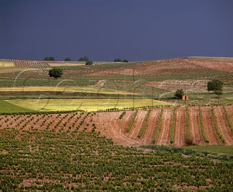 Vineyards of Bodegas Perez Pascuas at Pedrosa de  Duero Burgos Province Castilla y Len Spain    Ribera del Duero