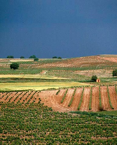 Vineyards of Bodegas Perez Pascuas at Pedrosa de   Duero Burgos Province Castilla y Len Spain   Ribera del Duero