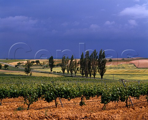 Vineyards of Bodegas Perez Pascuas  Pedrosa de Duero Castilla y Len Spain   Ribera del Duero