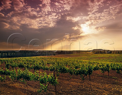 Sunset over the Condado de Haza vineyard of  Alejandro Fernndez Roa de Duero   Castilla y Len Spain  Ribera del Duero